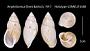 Amphidromus floresi