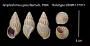 Amphidromus gossi