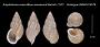 Amphidromus maculiferus samarensis