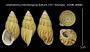 Amphidromus malindangensis