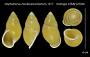 Amphidromus mindoroensis