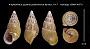 Amphidromus quadrasi palawanensis