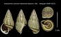 Amphidromus versicolor aborlanensis