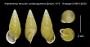 Amphidromus versicolor canabunganensis