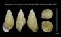 Amphidromus versicolor secamensis