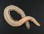 Amphinomidae