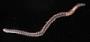 Amphinomidae