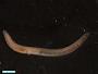 Amphinomidae