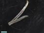 Amphinomidae