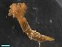 Amphinomidae