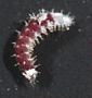 Amphinomidae