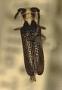 Amphionycha amoena