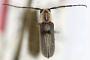 Amphionycha suturalis