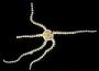 Amphipholis sp.