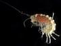 Amphipoda