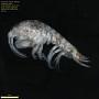 Amphipoda