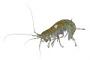 Amphipoda