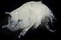 Amphipoda