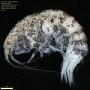 Amphipoda