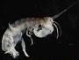Amphipoda