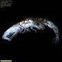 Amphipoda