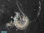 Amphipoda