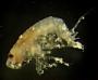 Amphipoda