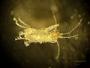 Amphipoda
