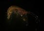Amphipoda