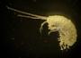 Amphipoda