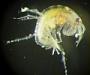 Amphipoda