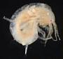 Amphipoda