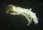 Amphipoda