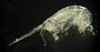 Amphipoda