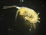 Amphipoda