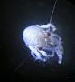 Amphipoda
