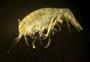 Amphipoda