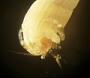 Amphipoda