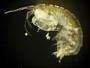 Amphipoda