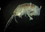 Amphipoda