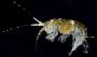 Amphipoda