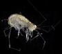 Amphipoda