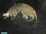 Amphipoda