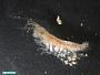 Amphipoda