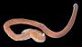Amphiporus texanus