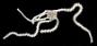 Amphiuridae