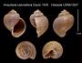 Ampullaria columellaris