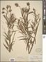 Amsonia ciliata Walter