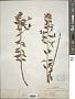 Amsonia rigida Shuttlew. ex Small