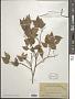 Amyris elemifera L.
